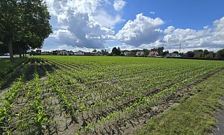 Noch wachsen hier Pflanzen, aber auf einem Teil des Feldes soll im kommenden Jahr gebaut werden. - Sascha Zierke Noch wachsen hier Pflanzen, aber auf einem Teil des Feldes soll im kommenden Jahr gebaut werden. - Sascha Zierke