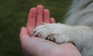 Bei der Tierkommunikation soll es darum gehen, das Verhältnis zwischen Mensch und Tier im telepathischen Austausch zu verbessern. - Symbolbild Pixabay