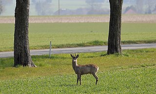 Besonders wenn es dunkel wird, läuft Wild oft unvermittelt auf die Straße. - Symbolbild: Pixabay