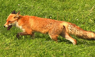 In diesen Tagen widmen sich nicht nur die lippischen Jäger besonders der Fuchsjagd. Denn bald beginnt die Schonzeit für die rotbepelzten Vierbeiner - Robin Jähne In diesen Tagen widmen sich nicht nur die lippischen Jäger besonders der Fuchsjagd. Denn bald beginnt die Schonzeit für die rotbepelzten Vierbeiner - Robin Jähne