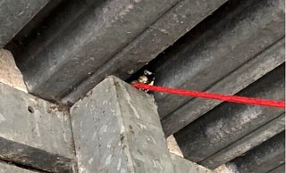 Endlich lockt die Freiheit: Mit einer Kombination aus Baumwolllappen und einer Arbeitsleine haben die hauptamtlichen Kräfte der Feuerwehr Bad Salzuflen dem abgestürzten Vogel einen "Aufzug" gebaut. Gleich fliegt die Meise direkt los. - Feuerwehr Bad Salzuflen