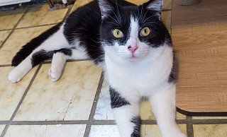 Kater "Kurt" ist sehr zutraulich und möchte viel gestreichelt werden. Er wartet im Tierheim Eichenhof in Kalletal auf neue Besitzer. - Tierheim Eichenhof Kater "Kurt" ist sehr zutraulich und möchte viel gestreichelt werden. Er wartet im Tierheim Eichenhof in Kalletal auf neue Besitzer. - Tierheim Eichenhof