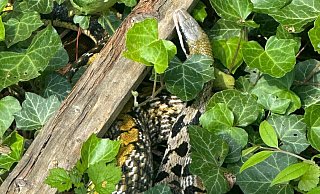 Diese Schlange r&auml;kelte sich in einem Garten in Bentrup-Lo&szlig;bruch. - Feuerwehr Detmold/Christopher Rieks