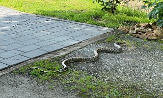 Weit kam sie nicht: Beherzt griffen die Einsatzkr&auml;fte der Detmolder Feuerwehr ein und konnten das Tier unverletzt sichern. - Feuerwehr Detmold/Christopher Rieks