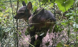 Hatte sich in Zaun verfangen: Die Feuerwehr befreite das Tier am Samstagnachmittag. - Christopher Rieks