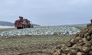 Die Zuckerrüben konnten Anfang Dezember noch gut geerntet und abgefahren werden. Jetzt ist es zu nass. Die Landwirte haben noch deutlich größere Sorgen, denn wenn der Agrardiesel-Steuervorteil wegfällt, dann steigen die Kosten. - Britta Petercord,Britta Petercord