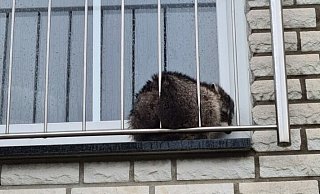 Dieser Waschbär ist beim Klettern in Barntrup in eine missliche Lage geraten. - Feuerwehr Barntrup