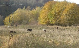 Rinder sollen das Naturschutzgebiet an der Weser als offenen Weidelandschaft erhalten. - Kreis Lippe