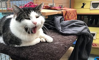Eine Katze sitzt im Katzenhaus im Tierheim Bad Salzuflen. - Sven Kienscherf Eine Katze sitzt im Katzenhaus im Tierheim Bad Salzuflen. - Sven Kienscherf