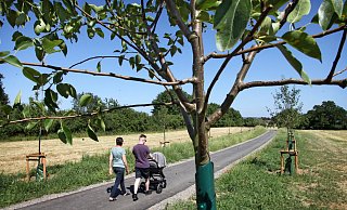 Ein Beispiel für eine Ersatzpflanzung: Nachdem im Zuge der Bauarbeiten an der Heidenoldendorfer Straße Bäume gefällt worden waren, wurden im Frühjahr 2019 dafür Obstbäume am Rad- und Fußweg von Heidenoldendorf über den Vietberg nach Hiddesen gepflanzt.  - Bernhard Preuss