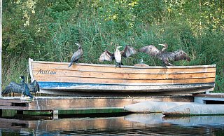 Diese kleine Kormoran-Kolonie hat sich am Kurparksee niedergelassen. Offenbar finden die Vögel gerade die "ausgemusterten" Holzboote des ruhenden Verleihs sehr attraktiv. - Ute Kronshage Diese kleine Kormoran-Kolonie hat sich am Kurparksee niedergelassen. Offenbar finden die Vögel gerade die "ausgemusterten" Holzboote des ruhenden Verleihs sehr attraktiv. - Ute Kronshage