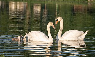 Die junge Schwanen-Familie vom Kurparksee in trauter Runde. Auf dem Bild sind drei der insgesamt vier Küken zu sehen. - Ute Kronshage Die junge Schwanen-Familie vom Kurparksee in trauter Runde. Auf dem Bild sind drei der insgesamt vier Küken zu sehen. - Ute Kronshage