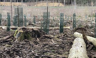 Ein Teil des Blomberger Waldes soll sich selbst überlassen bleiben – für Natur und Tiere. Wie viel Fläche es sein soll, darüber sind sich die Fraktionen uneinig. - Seda Hagemann Ein Teil des Blomberger Waldes soll sich selbst überlassen bleiben – für Natur und Tiere. Wie viel Fläche es sein soll, darüber sind sich die Fraktionen uneinig. - Seda Hagemann