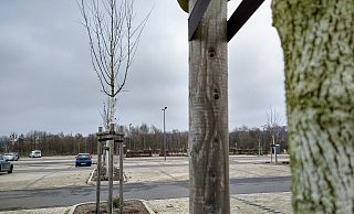 Einige Ersatzpflanzungen sind zuletzt auf dem Parkplatz Werrebogen neben der Realschule I untergekommen. - Yvonne Glandien