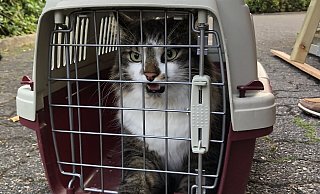 Besitzer gesucht: Diese Katze ist am Donnerstag in Heiligenkirchen gerettet worden. - Ulrich H&uuml;benthal