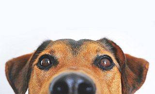 Patienten können ihren Vierbeiner mitbringen. - Symbolbild: Pixabay