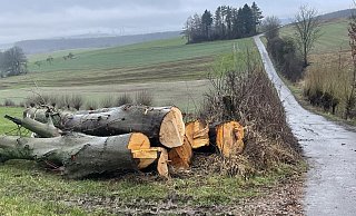 Im Bärental, dort, wo der Schwertransport mit den Windrädern langführen soll, wurden sechs Bäume gefällt. - Silke Buhrmester Im Bärental, dort, wo der Schwertransport mit den Windrädern langführen soll, wurden sechs Bäume gefällt. - Silke Buhrmester