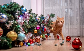Nichts finden Katzen spannender als den Schmuck am Weihnachtsbaum. Hat Ihr Haustier auch schon einmal die Tanne umgeworfen? - shara - stock.adobe.com