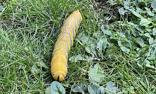 Ungewöhnlicher Fund in einem Garten in Brakelsiek: Dort tauchte diese Riesen-Raupe auf. Der Nabu-Experte Hans Dudler rät: Wer das kälteempfindliche Insekt retten will, baut ihm ein Heim. - Silke Buhrmester Ungewöhnlicher Fund in einem Garten in Brakelsiek: Dort tauchte diese Riesen-Raupe auf. Der Nabu-Experte Hans Dudler rät: Wer das kälteempfindliche Insekt retten will, baut ihm ein Heim. - Silke Buhrmester