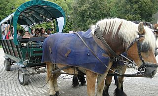 Die Rheinisch-Deutschen Kaltblüter Ulf (links, 11) imd Leo (12) ziehen rund 15 Fahrgäste gemächlich-geduldig durch das ausladende Gelände. Vier Runden hintereinander. Zusammen mit der "Ablösung" schaffen sie acht bis neun Runden am Tag. (Foto: Hajo Gärtner) - Hajo Gärtner Die Rheinisch-Deutschen Kaltblüter Ulf (links, 11) imd Leo (12) ziehen rund 15 Fahrgäste gemächlich-geduldig durch das ausladende Gelände. Vier Runden hintereinander. Zusammen mit der "Ablösung" schaffen sie acht bis neun Runden am Tag. (Foto: Hajo Gärtner) - Hajo Gärtner