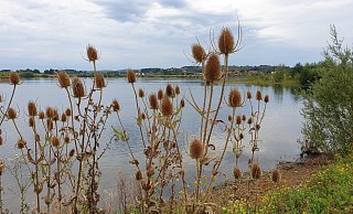 Natur am Kiessee: Der Kreis möchte die Abgrabungsflächen in den Varenholzer Weserauen zum Naturschutzgebiet machen. - Kreis Lippe