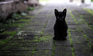 Zu zwei Verkehrsunfällen ist es am Montagmorgen in Lage gekommen. Die Fahrer wollten nach eigenen Angaben einer Katze ausweichen. - Symbolbild: Pixabay Zu zwei Verkehrsunfällen ist es am Montagmorgen in Lage gekommen. Die Fahrer wollten nach eigenen Angaben einer Katze ausweichen. - Symbolbild: Pixabay