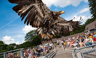 Ein Raubvogel schwingt sich auf der Adlerwarte in die Luft auf. So langsam verzeichnen die toursitischen Ziele wieder mehr Besucher. Dennoch sind die Räuckläufe durch Corona extrem. - Adlerwarte Berlebeck