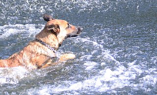 Den Hund frei laufen lassen zu können, ist für viele Halter eine Freude. Für das Tier ebenso. Die Gemeinde ist jetzt auf der Suche nach einer geeigneten Fläche. - Martin Düsterberg Den Hund frei laufen lassen zu können, ist für viele Halter eine Freude. Für das Tier ebenso. Die Gemeinde ist jetzt auf der Suche nach einer geeigneten Fläche. - Martin Düsterberg