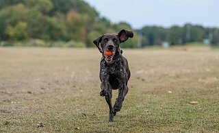 Bald sollen Hunde in Oerlinghausen ohne Hundemarke laufen und spielen können. Die Anmeldung bleibt aber. - Mareike Gröneweg Bald sollen Hunde in Oerlinghausen ohne Hundemarke laufen und spielen können. Die Anmeldung bleibt aber. - Mareike Gröneweg