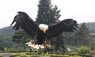 Im Anflug auf die Adlerwarte: Weißkopfseeadler "Donald". - Martin Hostert