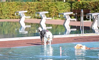 Noch etwas zögerlich steht der Australian Shepherd am Beckenrand, während sein Artgenosse schon durch das Becken des Bega Bades schwimmt. - Stadtwerke Bad Salzuflen