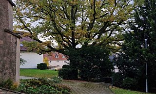 Der Schein trügt: Die Traubeneiche auf dem Kirchplatz in Extertal ist krank und nicht mehr standsicher. - Evangelisch refomierte Kirchengemeinde Bösingfeld Der Schein trügt: Die Traubeneiche auf dem Kirchplatz in Extertal ist krank und nicht mehr standsicher. - Evangelisch refomierte Kirchengemeinde Bösingfeld