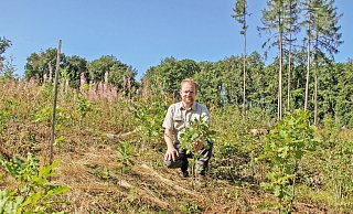 Förster Thomas Fritzemeier ist zufrieden mit den hochgewachsenen jungen Bäumen im Bürgerwald Extertal. - Landesverband Lippe
