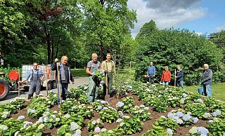 Das Gartenteam des Fördervereins Schloss und Schlosspark Schieder hat 100 Hortensien eingepflanzt. - Förderverein Schloss und Schlosspark Schieder