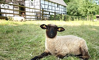 Das Freilichtmuseum Detmold bietet Ferienprogramm für Kinder im Grundschulalter an. Eine der "Naturbegegnungen" dreht sich um Schafe und Schäfer. - LWL / Stuke Das Freilichtmuseum Detmold bietet Ferienprogramm für Kinder im Grundschulalter an. Eine der "Naturbegegnungen" dreht sich um Schafe und Schäfer. - LWL / Stuke