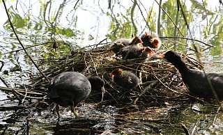 Unter der Trauerweide am Kurparksee liegt das Nest eines Blässhuhnpärchens und ihren vier Küken. - Freya Köhring Unter der Trauerweide am Kurparksee liegt das Nest eines Blässhuhnpärchens und ihren vier Küken. - Freya Köhring