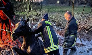 Die Rettung des Tieres gestaltete sich schwierig, da der Untergrund sehr schlammig und rutschig war. - Freiwillige Feuerwehr Horn-Bad Meinberg