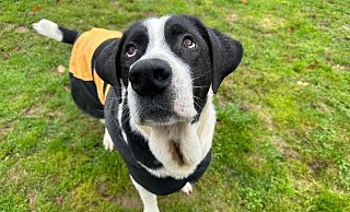 Ozzy sucht dringend ein neues Zuhause, in dem er zur Ruhe kommen kann. - Tierheim Detmold