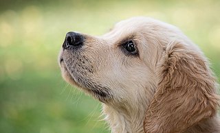 Die Golden Retriever Hündin "Mia" ist Opfer einer Pfefferspray-Attacke geworden. Der Fall wurde nun vor Gericht verhandelt Der Hund im Bild zeigt einen anderen Golden-Retriever. - Minka2507/Pixabay