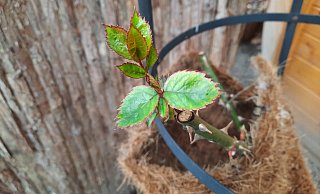 Einige Rosen treiben bereits aus. Die Knospen sollten auf keinen Fall abgeschnitten werden. - Meike Groppe