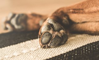 In Lemgo ist ein Hund durch einen Schuss verletzt worden. - Symbolbild: Pixabay