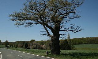 Wahrzeichen an der lippischen Grenze: die knorrige Grenzeiche in Dudenhausen. Sie ist mit unter zehn Metern Höhe bei rund 500 Jahren Alter ein eher klein gebliebener Baum-Veteran. - Sylvia Frevert Wahrzeichen an der lippischen Grenze: die knorrige Grenzeiche in Dudenhausen. Sie ist mit unter zehn Metern Höhe bei rund 500 Jahren Alter ein eher klein gebliebener Baum-Veteran. - Sylvia Frevert