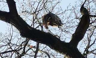 Katze oder Waschbär? - Feuerwehr Bad Salzuflen Katze oder Waschbär? - Feuerwehr Bad Salzuflen