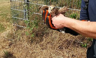 In Sicherheit: Nach der Rettung durch die Freiwillige Feuerwehr Lage wurde der falke an die Adlerwarte Berlebeck übergeben. - Freiwillige Feuerwehr Lage