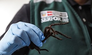 Der Schmuggler hatte nicht nur Spinnen am Körper befestigt. - -/Serfor/dpa Der Schmuggler hatte nicht nur Spinnen am Körper befestigt. - -/Serfor/dpa