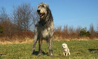 Suchen nach einem Platz zum Toben: In Lemgo soll es eine Hundewiese geben. Doch nicht alle angesprochenen Flächen scheinen geeignet. - Symbolbild: Pixabay Suchen nach einem Platz zum Toben: In Lemgo soll es eine Hundewiese geben. Doch nicht alle angesprochenen Flächen scheinen geeignet. - Symbolbild: Pixabay