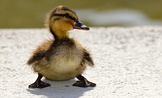 Die Enten überstanden den Unfall ohne Blessuren. - Pixabay