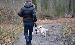 Wer seinen Hund ohne Leine laufen lässt, riskiert Ärger, wenn der Hund sich nicht abrufen lässt. - Tom und Nicki Löschner/Pixabay