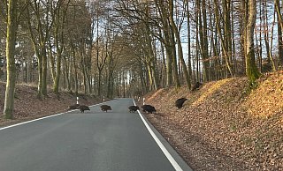 Zwischen Papenhausen und Brüntorf lief LZ-Redakteur Till Brand diese Wildschweinrotte über die Fahrbahn. - Till Brand