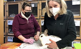 Tierheim-Mitarbeiterin Susanne Steegers (links) und Noemi Heiligenstädt kümmern sich um Kaninchen Bowie, das mit einem Abszess im Bauch zu kämpfen hat. - Sven Kienscherf Tierheim-Mitarbeiterin Susanne Steegers (links) und Noemi Heiligenstädt kümmern sich um Kaninchen Bowie, das mit einem Abszess im Bauch zu kämpfen hat. - Sven Kienscherf